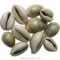 101 Pcs White Kauri Cowrie Shells For Wealth And Prosperity With Goddess Lakshmi