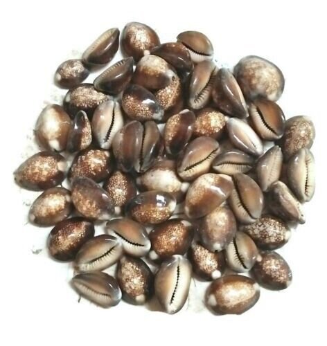 NATURAL BROWN KAURI FOR WEALTH & PROSPERITY LAXMI PUJA ENERGIZED 55 PIECES