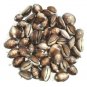 NATURAL BROWN KAURI FOR WEALTH & PROSPERITY LAXMI PUJA ENERGIZED 55 PIECES