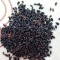 Super Napier Grass Seebs 7000 Seebs Pack High Yield Multicut Grass Seebs