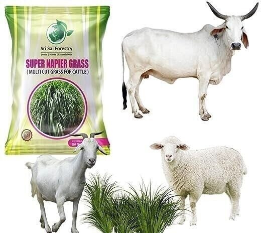 Super Napier Grass Seeds for Cattle High Yield Multi Cut Grass 500 Gram