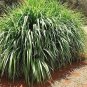 Super Napier Grass Seeds for Cattle High Yield Multi Cut Grass 250 Gram