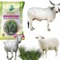 Super Napier Grass Seeds for Cattle High Yield Multi Cut Grass 250 Gram