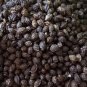 Papaya seeds, organic Papaya seeds- Dried Papita-Papaya Seeds-Raw Herbs-Seeds