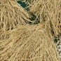 Cuscus Grass Herb Whole,KhusKhus Root,Vetiveria Zizanioides Nash,Sugandhi Valo