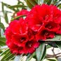 RHODODENDRON FLOWER (DRIED) â BURANSH PHOOL â BURANSH FLOWER-HERBAL -AYURVEDIC