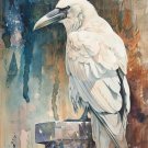 Print ACEO White Raven Crow Skull Bird Art Card Limited Edition