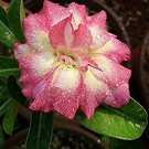 'Changing Faces' Adenium Desert Rose 4 PCS Seeds