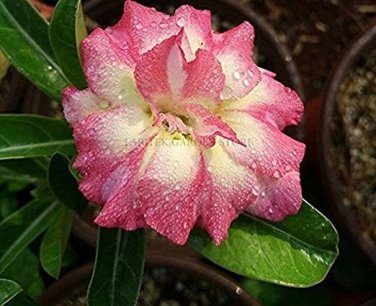 'Changing Faces' Adenium Desert Rose 4 PCS Seeds