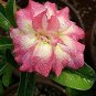 'Changing Faces' Adenium Desert Rose 4 PCS Seeds