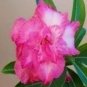 'Changing Faces' Adenium Desert Rose 4 PCS Seeds