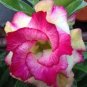 'Changing Faces' Adenium Desert Rose 4 PCS Seeds