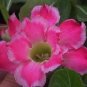 'Changing Faces' Adenium Desert Rose 4 PCS Seeds