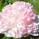 'Caifeng' Pinkish White Peony 10 PCS Seeds 'Caifeng' Pinkish White Peony 10 PCS Seeds