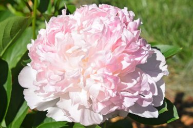 'Caifeng' Pinkish White Peony 10 PCS Seeds