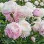 'Caifeng' Pinkish White Peony 10 PCS Seeds
