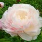 'Caifeng' Pinkish White Peony 10 PCS Seeds