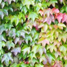 5 Colors Green Boston Ivy Seeds Ivy Grass 100 PCS Seeds