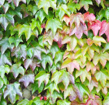 5 Colors Green Boston Ivy Seeds Ivy Grass 100 PCS Seeds