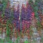 5 Colors Green Boston Ivy Seeds Ivy Grass 100 PCS Seeds