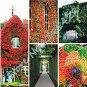 5 Colors Green Boston Ivy Seeds Ivy Grass 100 PCS Seeds