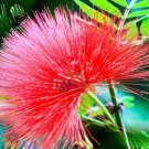 6 Colors Yellow Pink Red Mimosa Pudica Bonsai 100 PCS Seeds