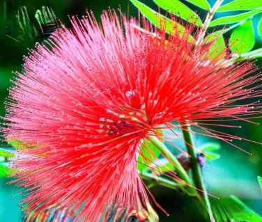 6 Colors Yellow Pink Red Mimosa Pudica Bonsai 100 PCS Seeds