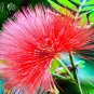 6 Colors Yellow Pink Red Mimosa Pudica Bonsai 100 PCS Seeds