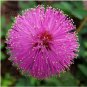 6 Colors Yellow Pink Red Mimosa Pudica Bonsai 100 PCS Seeds