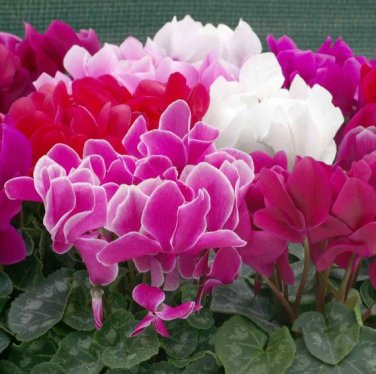 6 Types Cyclamen Flowers 180 PCS Seeds