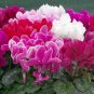 6 Types Cyclamen Flowers 180 PCS Seeds