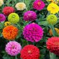 6 Types Of Colourful Zinnia Flowers Seeds Perennial Home 50 PCS Seeds