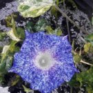 6 Types Of Ipomoea Nil Morning Glory Flower 50 PCS Seeds