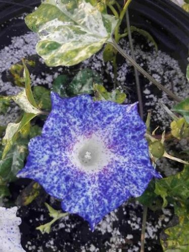 6 Types Of Ipomoea Nil Morning Glory Flower 50 PCS Seeds
