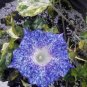 6 Types Of Ipomoea Nil Morning Glory Flower 50 PCS Seeds