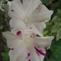 6 Types Of Ipomoea Nil Morning Glory Flower 50 PCS Seeds