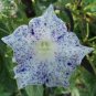 6 Types Of Ipomoea Nil Morning Glory Flower 50 PCS Seeds