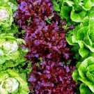 6 Types Of Lettuce Purple Red Green Vegetables 1 PCS Seeds 6 Types Of Lettuce Purple Red Green Vegetables 1 PCS Seeds
