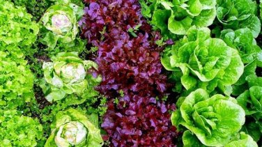 6 Types Of Lettuce Purple Red Green Vegetables 1 PCS Seeds