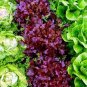 6 Types Of Lettuce Purple Red Green Vegetables 1 PCS Seeds