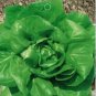 6 Types Of Lettuce Purple Red Green Vegetables 1 PCS Seeds