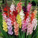 9 Colors Gladiolus 20 PCS Seeds 9 Colors Gladiolus 20 PCS Seeds