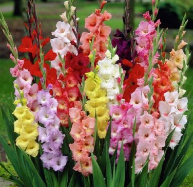 9 Colors Gladiolus 20 PCS Seeds