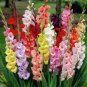 9 Colors Gladiolus 20 PCS Seeds