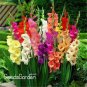 9 Colors Gladiolus 20 PCS Seeds