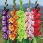9 Colors Gladiolus 20 PCS Seeds