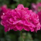 17 Colors Univalve Geranium Garden Perennial 105 PCS Seeds
