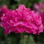 17 Colors Univalve Geranium Garden Perennial 105 PCS Seeds