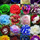 20 Colors Rose Shrub Flower 50 PCS Seeds