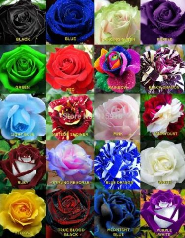20 Colors Rose Shrub Flower 50 PCS Seeds